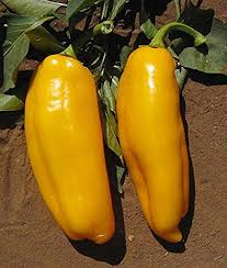 Afbeeldingsresultaat voor marconi golden sweet pepper