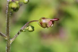 Attēlu rezultāti vaicājumam “Scrophularia nodosa”