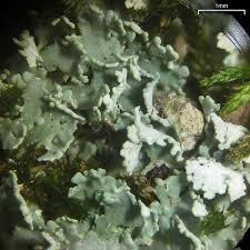 Attēlu rezultāti vaicājumam “Cladonia caespiticia”