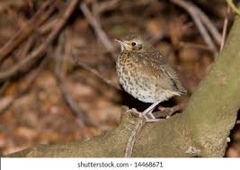 Attēlu rezultāti vaicājumam “Diderma rufostriatum young”