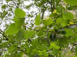 Attēlu rezultāti vaicājumam “Populus x jackii”