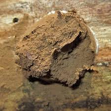 Attēlu rezultāti vaicājumam “Reticularia sp.”