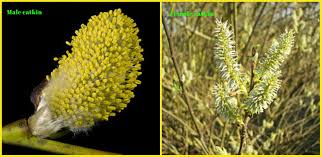 Attēlu rezultāti vaicājumam “Salix caprea male flower”