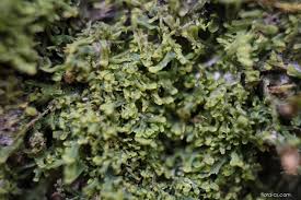 Attēlu rezultāti vaicājumam “Metzgeria furcata”