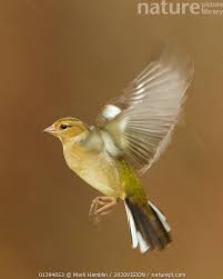Attēlu rezultāti vaicājumam “Fringilla coelebs female”