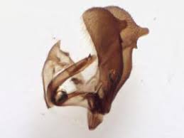 Attēlu rezultāti vaicājumam “Thiodia citrana”