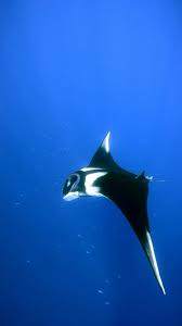 Image result for Mobula birostris