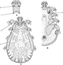 Attēlu rezultāti vaicājumam “Dermacentor reticulatus female”