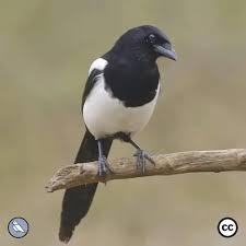 Attēlu rezultāti vaicājumam “Pica pica adult”