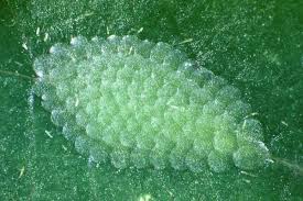 Attēlu rezultāti vaicājumam “Pandemis cerasana”