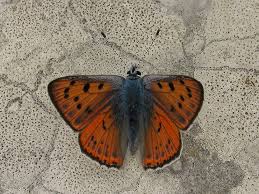 Attēlu rezultāti vaicājumam “Lycaena alciphron male”