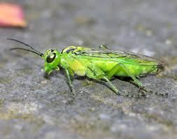 Attēlu rezultāti vaicājumam “Rhogogaster viridis”