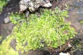 Attēlu rezultāti vaicājumam “Chiloscyphus”