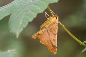 Attēlu rezultāti vaicājumam “Ennomos autumnaria male”