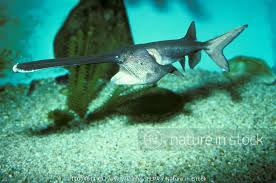 Image result for Polyodon spathula