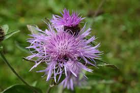 Attēlu rezultāti vaicājumam “Centaurea phrygia”