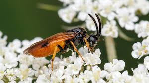 Attēlu rezultāti vaicājumam “Argidae”