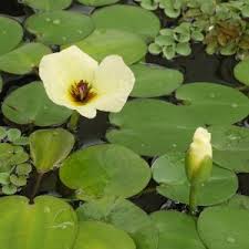 Image result for Seekanne