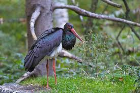 Attēlu rezultāti vaicājumam “Ciconia nigra adult”