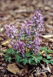 Attēlu rezultāti vaicājumam “Corydalis solida flower”