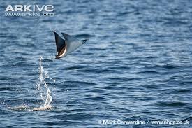 Image result for Mobula thurstoni