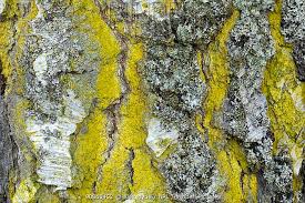 Attēlu rezultāti vaicājumam “Chrysothrix candelaris”