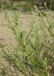 Attēlu rezultāti vaicājumam “Corispermum hyssopifolium”