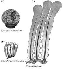 Attēlu rezultāti vaicājumam “Didymium nigripes stalked”