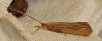 Attēlu rezultāti vaicājumam “Phryganeidae”