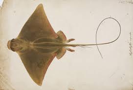 Image result for Myliobatis aquila