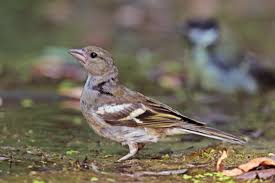 Attēlu rezultāti vaicājumam “Fringilla coelebs female”