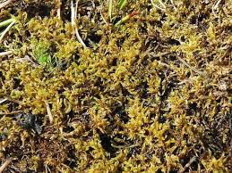 Attēlu rezultāti vaicājumam “Hamatocaulis vernicosus”