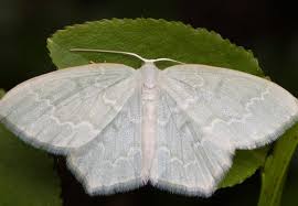 Attēlu rezultāti vaicājumam “Jodis putata”