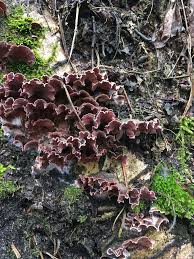 Attēlu rezultāti vaicājumam “Chondrostereum purpureum”