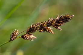 Attēlu rezultāti vaicājumam “Carex disticha”