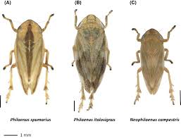 Attēlu rezultāti vaicājumam “Philaenus spumarius nymph”