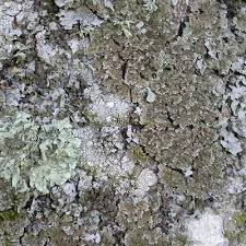 Attēlu rezultāti vaicājumam “Physconia distorta”