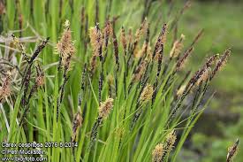 Attēlu rezultāti vaicājumam “Carex cespitosa”