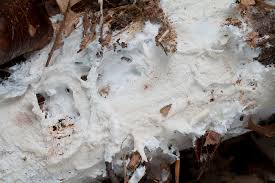 Attēlu rezultāti vaicājumam “Porotheleum fimbriatum”