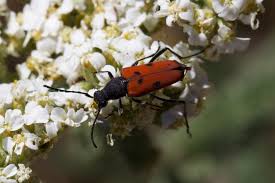 Attēlu rezultāti vaicājumam “Lycogala persicum sessile”