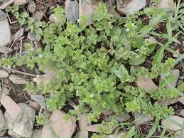Attēlu rezultāti vaicājumam “Veronica agrestis flower”