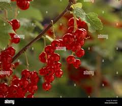 Attēlu rezultāti vaicājumam “Ribes spicatum”