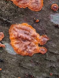 Attēlu rezultāti vaicājumam “Phlebia radiata”