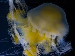 Image result for Phacellophora camtschatica