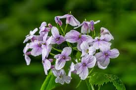 Attēlu rezultāti vaicājumam “Lunaria rediviva”
