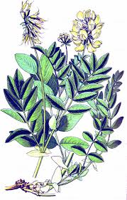 Attēlu rezultāti vaicājumam “Astragalus arenarius fruit”