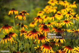 Attēlu rezultāti vaicājumam “Rudbeckia hirta var. pulcherrima”