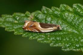 Attēlu rezultāti vaicājumam “Ancylis badiana”