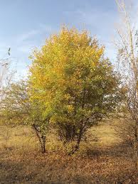 Attēlu rezultāti vaicājumam “Acer campestre”