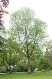 Attēlu rezultāti vaicājumam “Betula papyrifera”